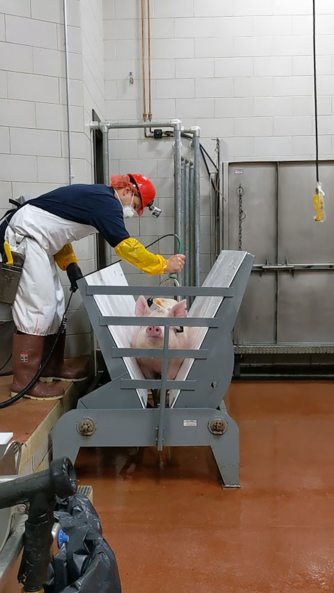 Vogel HHI hog photo.jpg